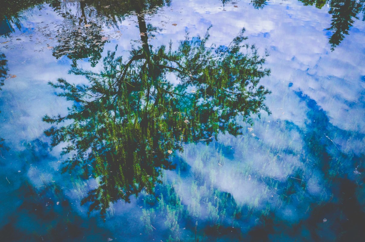 Green trees reflect in the pond